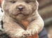 Last merle female chow chow puppy ready to leave