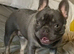 Female age 2, Spayed French Bulldog