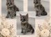 Maine coon kittens for sale
