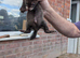 Ferrets for sale