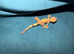 baby crested gecko ready