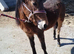 Cheeky 18 Months DHP Gelding