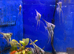 Metallic Blue Angelfish (Pterophyllum scalare)