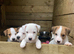 2 Beautiful jack Russell puppies