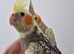 Fully Handreared Super Tame Baby Cockatiels