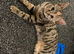 7/8 month old girl kitten