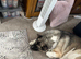 Akita