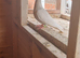 Yellow mueleman racing pigeon for sale