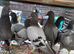 Babies Racing pigeons  2026