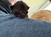 5 beautiful kitten