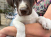 ONLY 1 GIRL LEFTAVAILABLE READY TO GO  GWP X WEIMKY PUPPIES