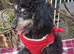 Adorable Miniature poodle Puppies