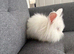 Angora Lion head mixed breed bunny