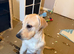 9 month yellow Labrador