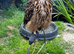 European eagle owl