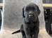 Cane corso puppies - excellent example of their breed