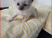 Stunning Ragdoll kittens.