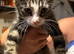 4 beautiful tabby kittens for sale