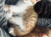 Adorable ginger kitten for sale