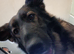 Beautiful KC German shepherd