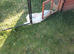 Continental giant rabbit 15 months old female