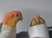 Pair of white bellied Caiques