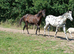 Quarter horse x gelding