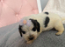 Cocker spaniel puppies