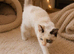 Stunning ragdoll girl