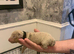 Dachshund Pupies