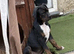 5 Mastiff cross ridgeback