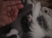 male kitten born 2026 Tuxedo