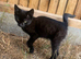 Kittens available