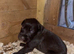 German wired pointer x deerhound