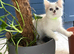 Beautiful Ragdolls-Vac/wormed-2 boys-3 girls. Playful-friendly
