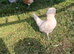 Trio polish bantams