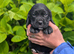 Spreagle pups (Sprocker x Beagle)