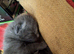 Cute grey kitten