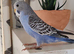 Budgies 3 months old
