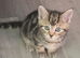 Tabby in King's Lynn