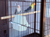 4 lovebirds with cage