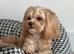 SMALL MALTIPOO PUPPIES