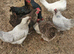 8 chickens. 2.5 year old .good egg layers