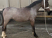 Bay roan yearling filly