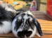 Mini lion lop bunnies