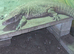 Female bosc monitor