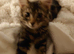 Male kitten