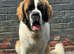 11 month old female Saint Bernard