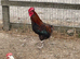 Breeding Group Hybrid Marans