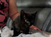 3 beautiful kittens looking for their forever homes